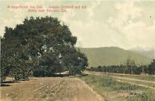 Postcard C-1910 Pomona California Lemon Orchard Old Baldy live oak 24-5832 picture