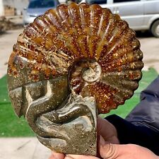 2.41LB Rare Natural Tentacle Ammonite FossilSpecimen Shell Healing Madagascar picture