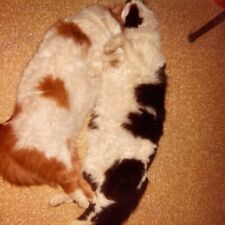 JC Photograph Two Cute Big Fat Cats Cuddle Sleep Nap Play On Floor 1980's 1983 picture