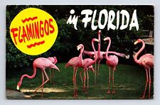 c1961 Pink Flamingos in Florida Florida FL Chrome Postcard picture