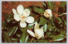 Postcard Magnolia Blossom, Symbol of the South picture