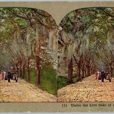 1900s Florida Dirt Road Live Oak Tree Street Trail People Highway Stereoview V38 picture