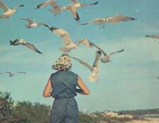 Gull Holiday woman feeding flying seagulls on beach c1960 postcard C383 picture