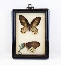 Vintage Butterfly Taxidermy ATROPHANEURA HORISHANA Framed Wall Decor Art picture