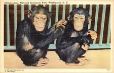 Chimpanzees National Zoological Park Washington DC Linen Postcard VTG UNP Capsco picture