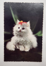 Vintage postcard thinking of you at Christmas Time, Kitten. Unposted Crimped picture