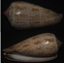 Tonyshells Seashells Conus cinereus SUNBURT CONE 43.5mm F+++/GEM superb pattern picture