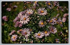 Postcard New England Aster Tallest of the Aster Family Michigan  G 21 picture