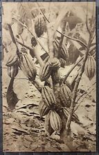 Trinidad Cacao Tree Budded Postcard - B1 Sepia - Raphael Tuck & Sons 1924 picture