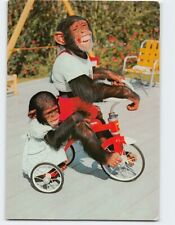 Postcard Me and My Shadow Chimpanzees at the Monkey Jungle Florida USA picture