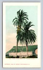 San Diego CA-California, Palms Planted in 1769, Antique Vintage Postcard picture