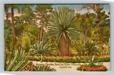 Monterey CA Historic Hotel Del Monte Arizona Garden, California Vintage Postcard picture