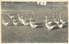 RPPC Postcard; Flock of Geese near House, Posted Wilmington CA picture