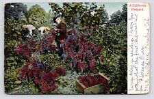 c1905~California Vineyard Scene~Men Harvesting Grape Vines~Antique Postcard picture