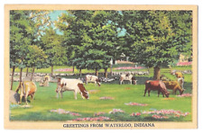 Greetings From Waterloo Indiana c1940's rural scene, cows grazing in pasture picture
