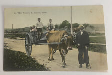 Vintage Postcard c1915 ~ An Old Timer ~ East Dennis Massachusetts MA picture