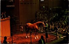 Lexington Kentucky KY Keeneland Son Of Secretariat Horse Yearling Sale Postcard picture