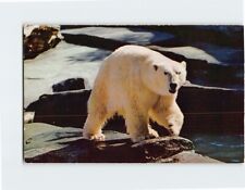 Postcard An Alaskan Polar Bear Alaska USA picture