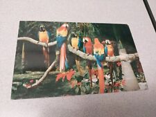 Vintage Parrots And Poinsettias Postcard picture