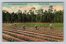 Plant City FL-Florida, Working in Typical Strawberry Field Vintage Postcard picture