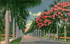 Postcard: Royal Poinciana Tree Amidst Majestic Royal Palins, Florida 1 picture