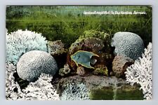 Sea Gardens Bermuda, Coral & Angel Fish, Antique, Vintage Card Souvenir Postcard picture