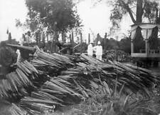 German East Africa harvesting of sisal leaves 1910 OLD PHOTO picture