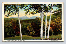 c1923 WB Postcard Jacksonville NH New Hampshire Birch Trees at Carter Notch picture