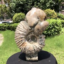 14.87LB  Large Natural Beautiful ammonite fossil conch Crystal specimen Healing picture
