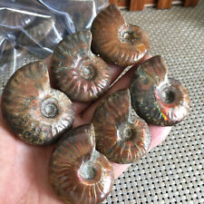 162g  6pc Rainbow Iridescent Ammonite Shell Specimen Madagascar A9382 picture