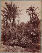 25.5x20.5 cm - ALGERIA - place to be specified - vintage albumen print c.1880 picture