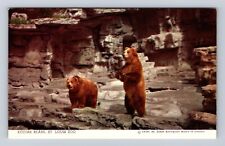 St Louis MO-Missouri, Kodiak Bears, St Louis Zoo, Antique, Vintage Postcard picture