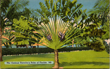 Winter Playground Florida FL Curious Traveler's Palm Vintage C. 1940's Postcard picture