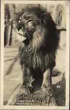 El Monte CA Gay's Lion Farm Numa Lion Real Photo RPPC Vintage Postcard picture