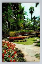 St Petersburg FL-Florida, Sunken Gardens, Tall Palms, Antique, Vintage Postcard picture