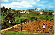 VINTAGE POSTCARD WORKING THE FIELDS AT DA LAT IN THE HIGH COUNTRY OF VIETNAM picture