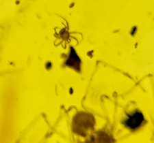A101 BU400 Scale Insect spider small mite in Burmese Amber Burmite 99mya picture