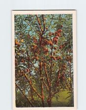 Postcard A Tree of Fruit California USA North America picture