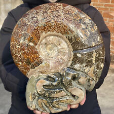 8.5LB Rare Natural Tentacle Ammonite FossilSpecimen Shell Healing Madagascar picture