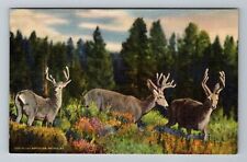 CO-Colorado Rockies Three Little Deer Vintage Souvenir Postcard picture