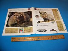 American Badger Photo / Information Page Wildlife Explorer 1998 picture