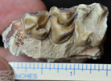 Oreodont Upper Section, Merycoidodon Fossil, Badlands, S Dakota, Oligocene O1417 picture