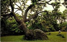 Southport NC North Carolina INDIAN TRAIL TREE Bent Oak BRUNSWICK COUNTY Postcard picture