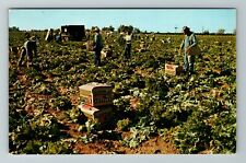 Mesa AZ-Arizona, Lettuce Harvest, Garden Field, Vintage Postcard picture