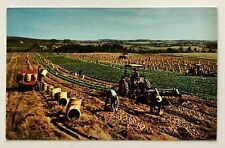 1960s Aroostook County Maine Potato Harvest Vintage Postcard Farmers Tractors picture