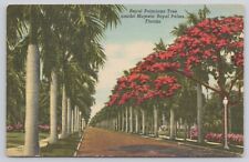 Florida FL - Royal Poinciana Tree Amidst Majestic Royal Palms 1946 Postcard picture