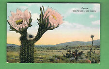 c. 1910 POSTCARD - CACTUS THE FLOWER OF THE DESERT - HORSES & BUGGY - CALIFORNIA picture