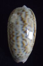 seashell Oliva elegans BEAUTY 45mm Gem picture