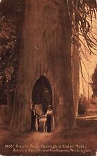 1913 WASHINGTON PHOTO POSTCARD: BICYCLE PATH THROUGH CEDAR TREE, WA picture