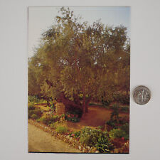 1973 Jerusalem Postcard - Garden of Gethsemane - Israel picture